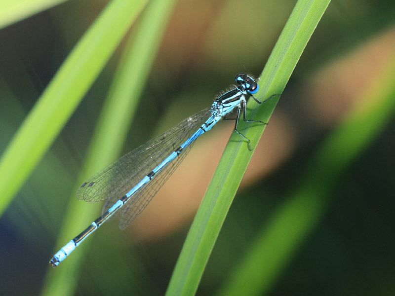 Agrion jouvencelle Agrion jouvencelle