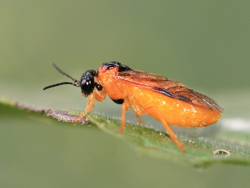 Selandria serva