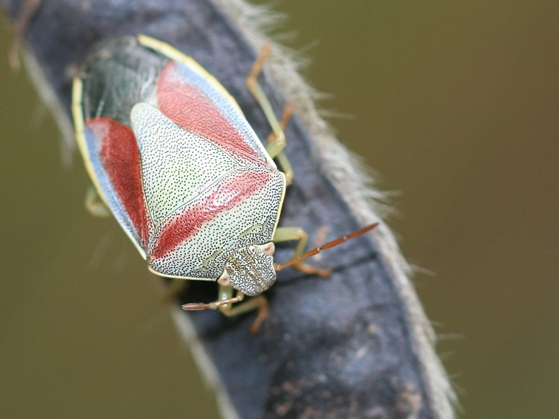 Piezodorus lituratus Piezodorus lituratus