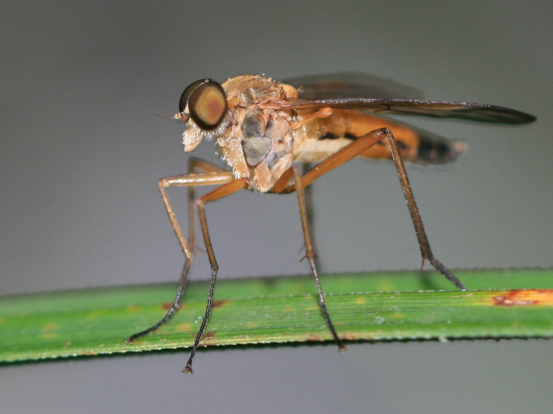 Rhagio sp.