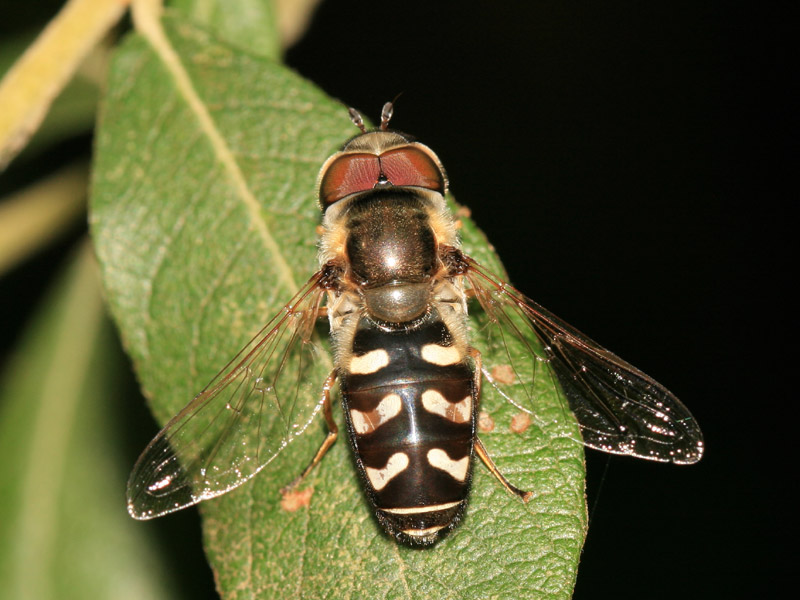 Scaeva pyrastri