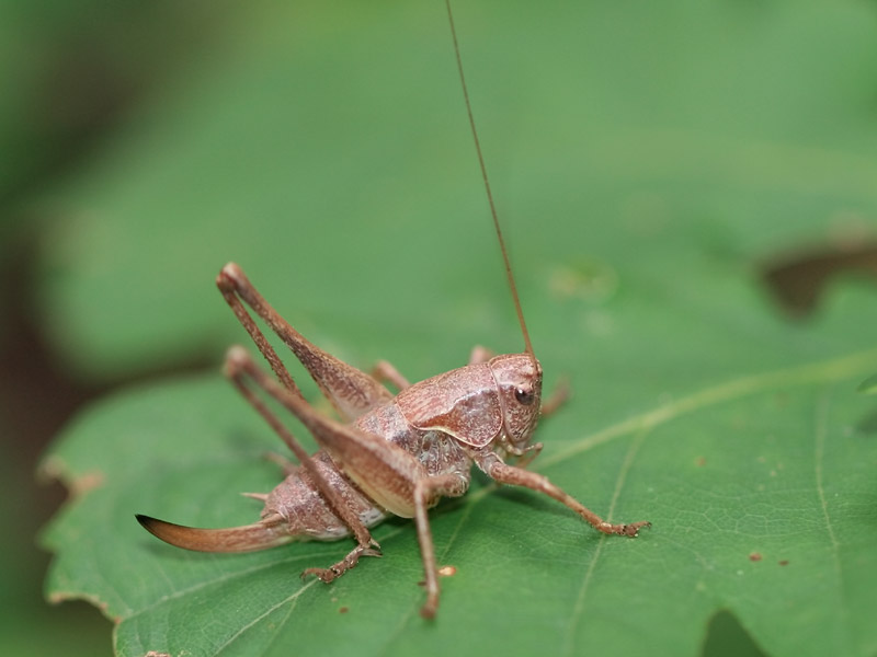 Pholidoptère cendrée Pholidoptère cendrée