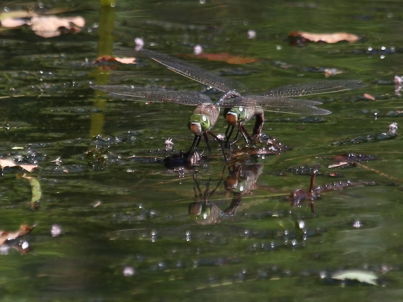 Anax napolitain Anax napolitain