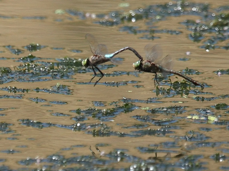 Anax napolitain Anax napolitain