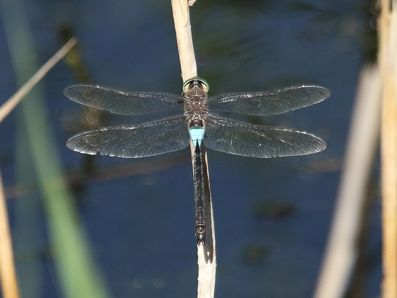 Anax napolitain Anax napolitain