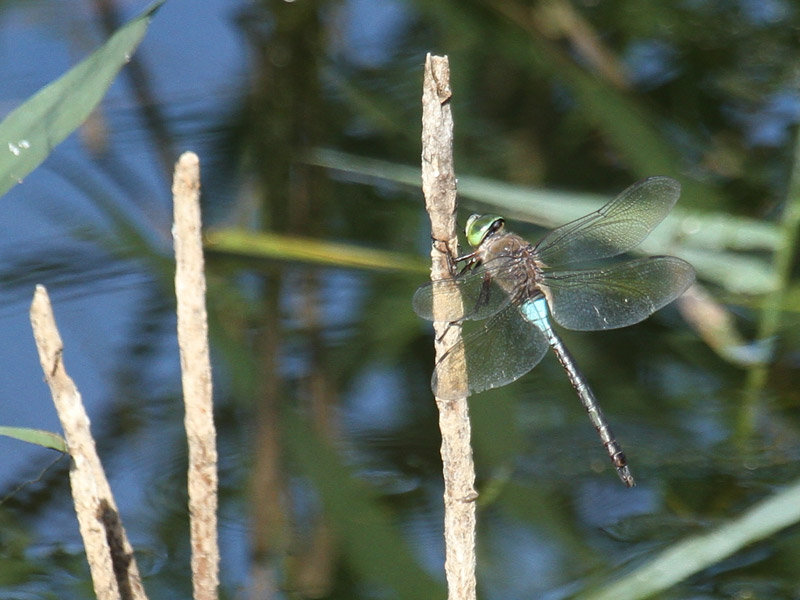 Anax napolitain Anax napolitain