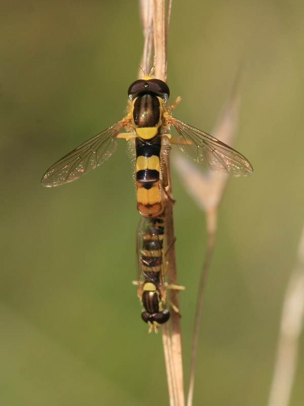 Sphaerophoria scripta
