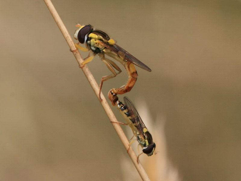 Sphaerophoria scripta