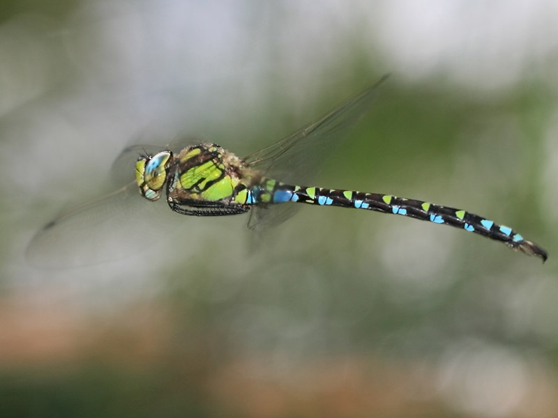 Aeschne bleue Aeschne bleue