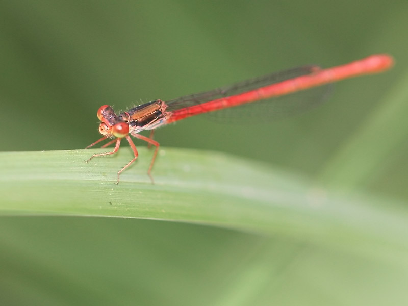 Cériagrion délicat Cériagrion délicat