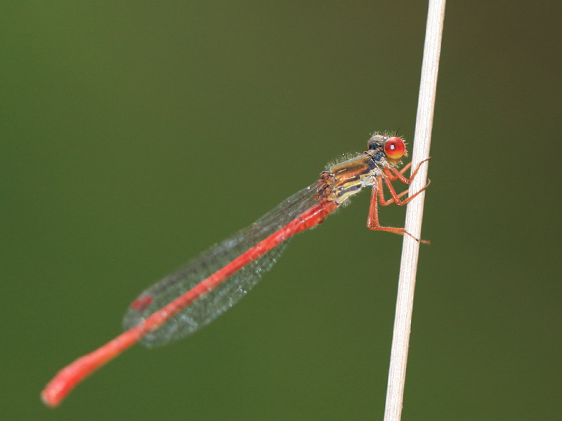 Cériagrion délicat Cériagrion délicat
