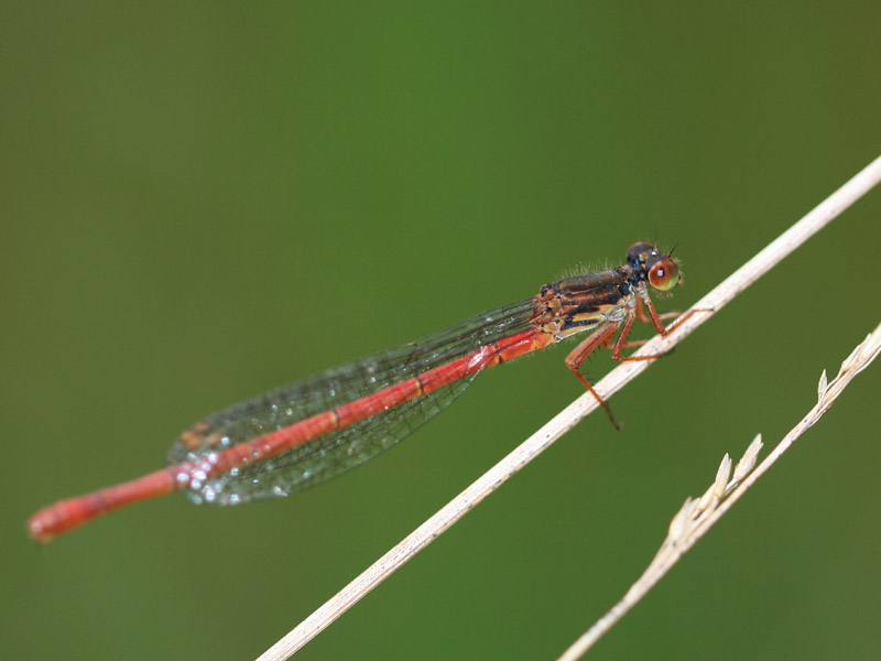 Cériagrion délicat Cériagrion délicat