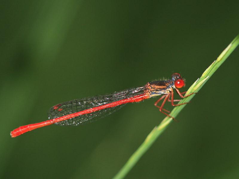 Cériagrion délicat Cériagrion délicat