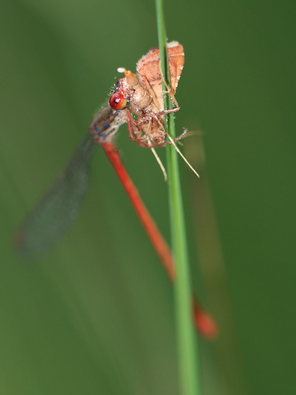 Cériagrion délicat Cériagrion délicat