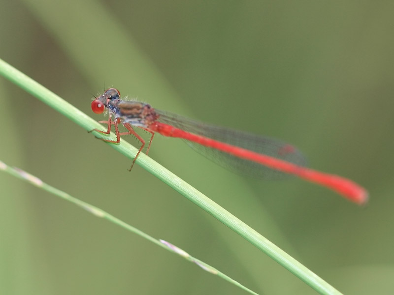 Cériagrion délicat Cériagrion délicat