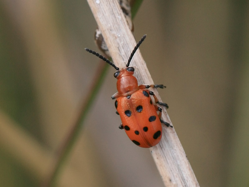 Crioceris duodecimpunctata