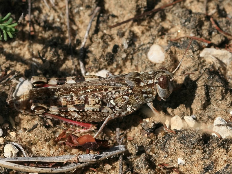 Calliptamus sp.