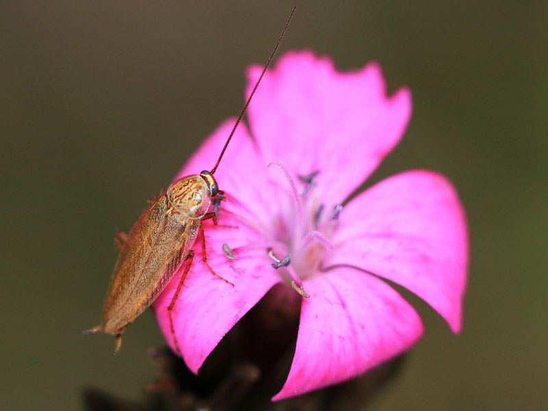 Ectobius sp. Ectobius sp.