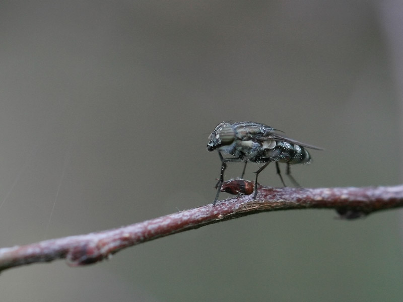 Stomorhina lunata