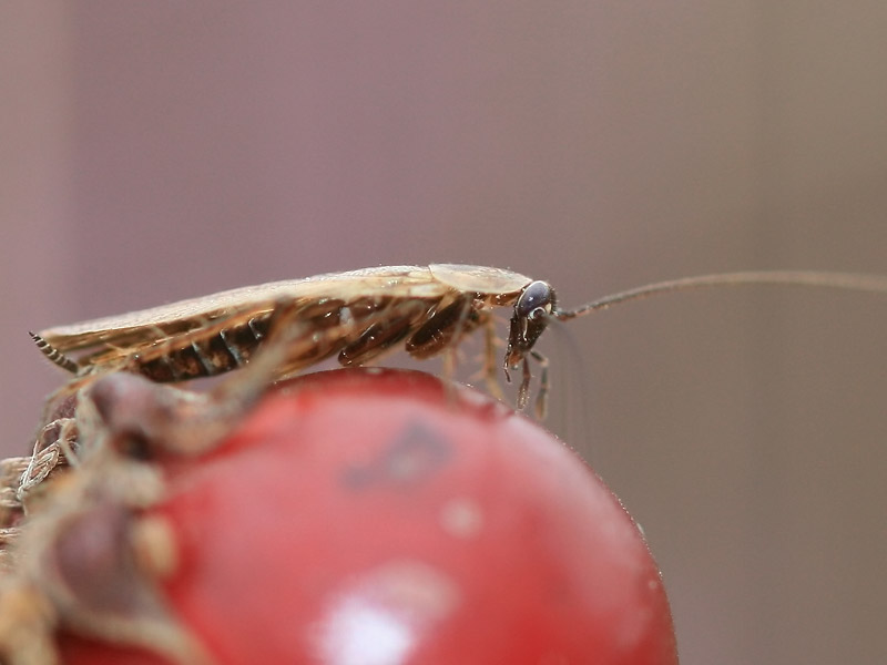 Ectobius sp. Ectobius sp.