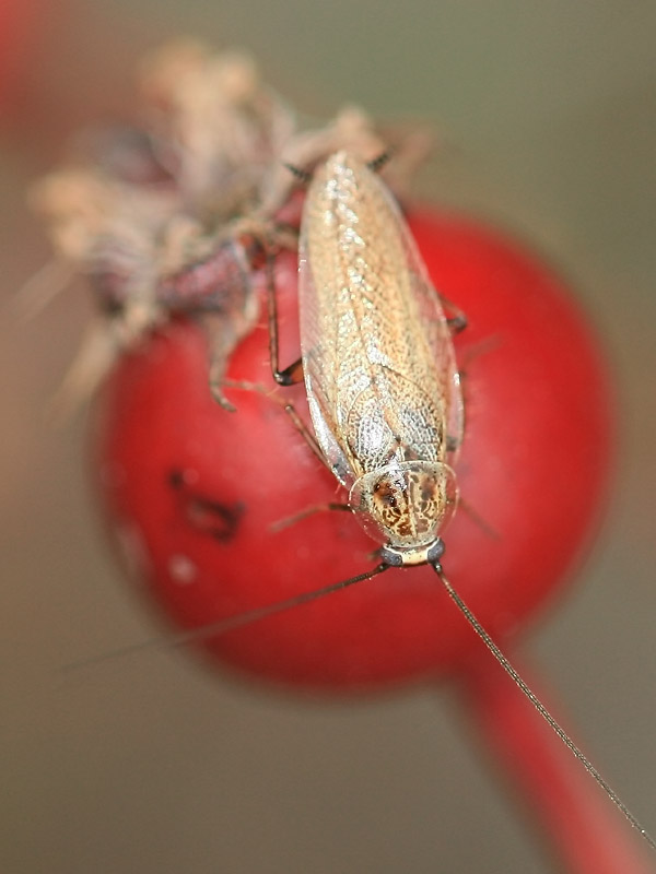 Ectobius sp. Ectobius sp.