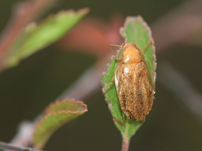 Ectobius sp. Ectobius sp.