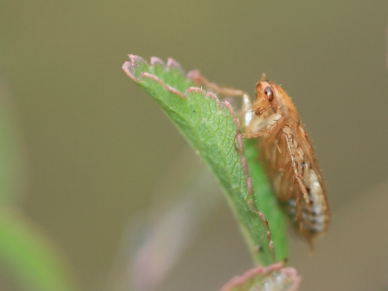 Ectobius sp. Ectobius sp.