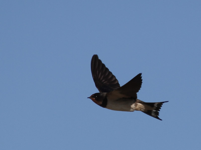 Hirondelle rustique