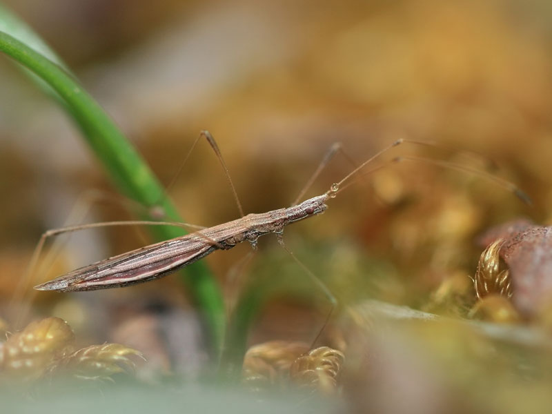 Neides tipularius