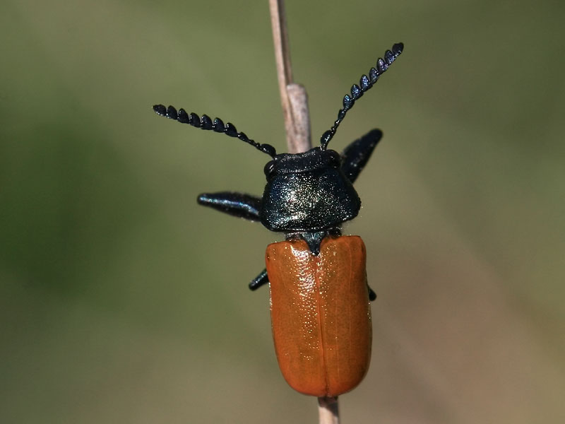 Labidostomis taxicornis