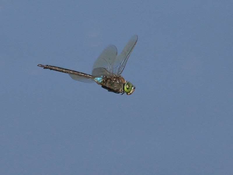 Anax napolitain Anax napolitain