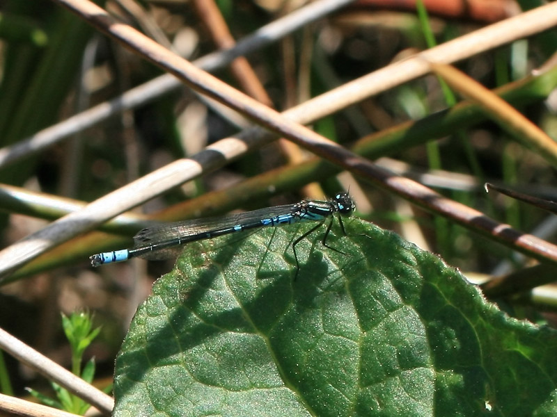 Agrion  lunules