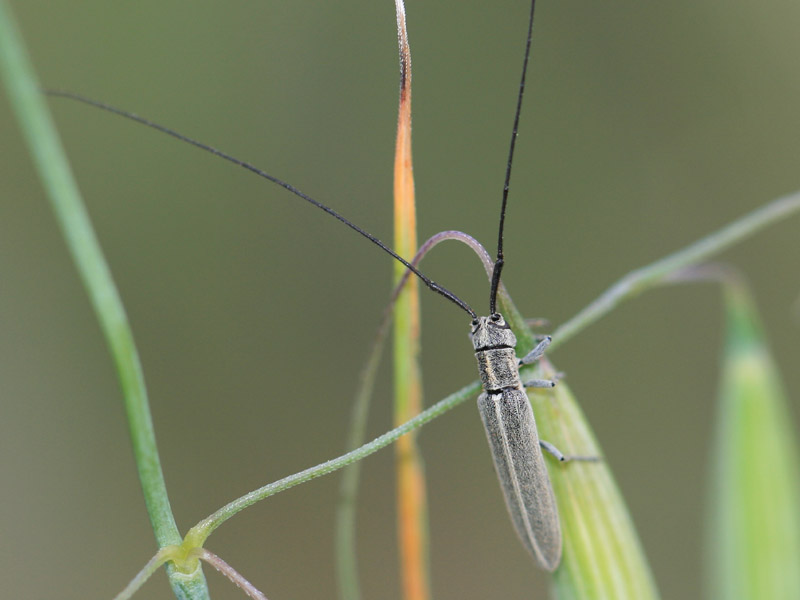 Calamobius filum