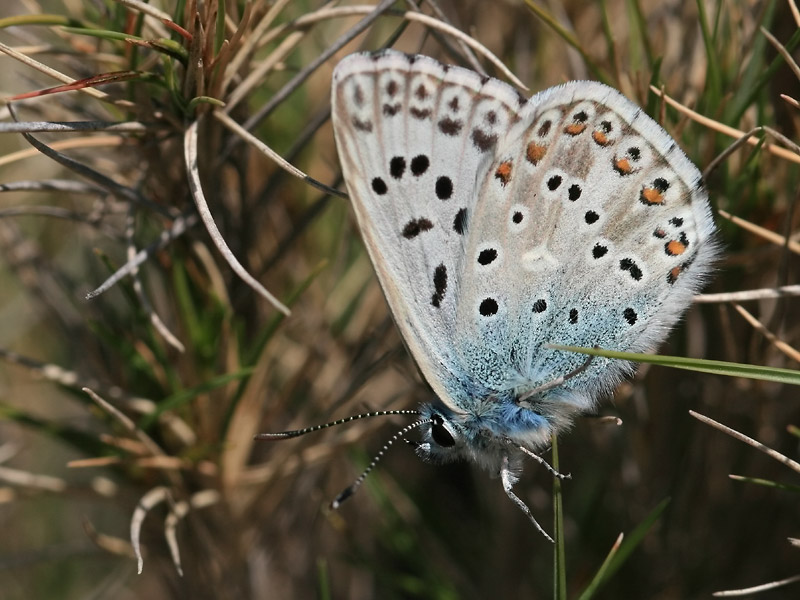 Bleu-nacr espagnol