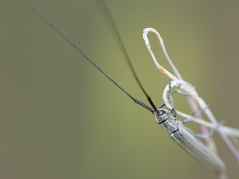 Calamobius filum