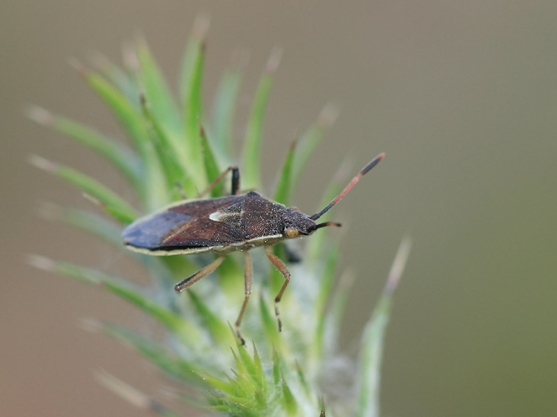 Maccevethus sp.