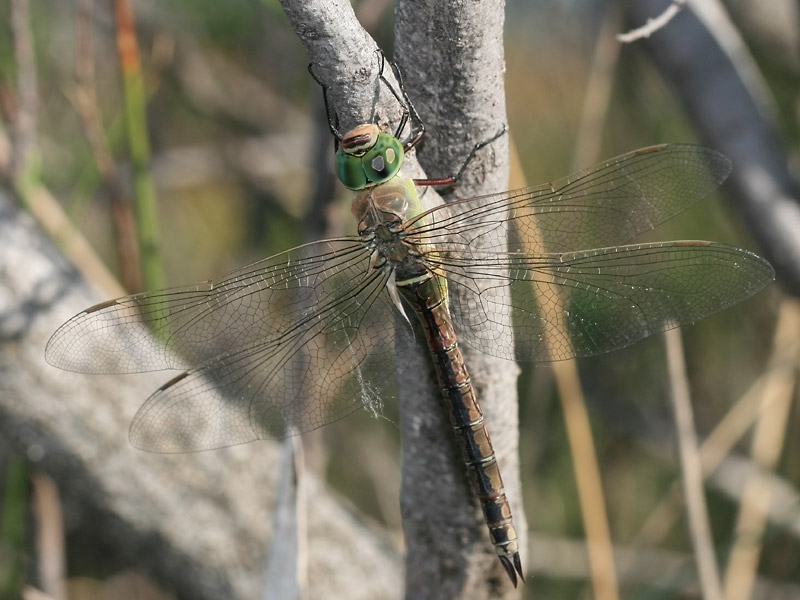 Anax napolitain Anax napolitain