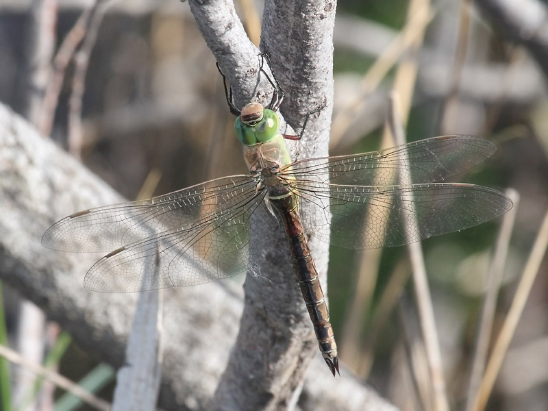 Anax napolitain Anax napolitain