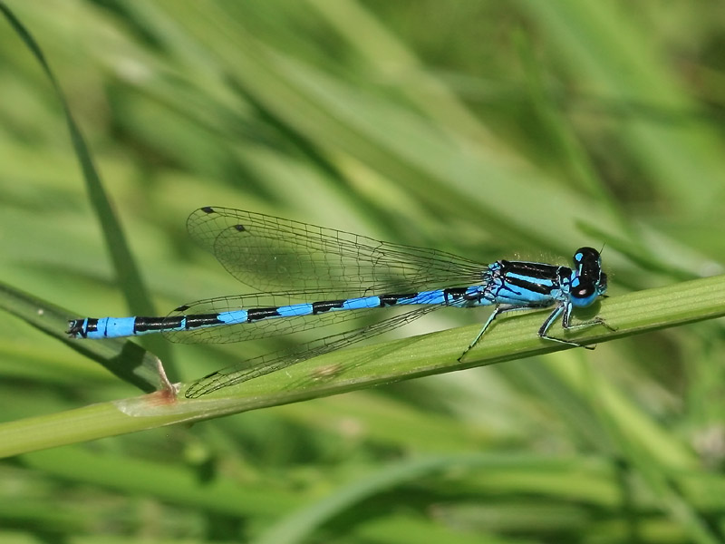 Agrion de Mercure Agrion de Mercure