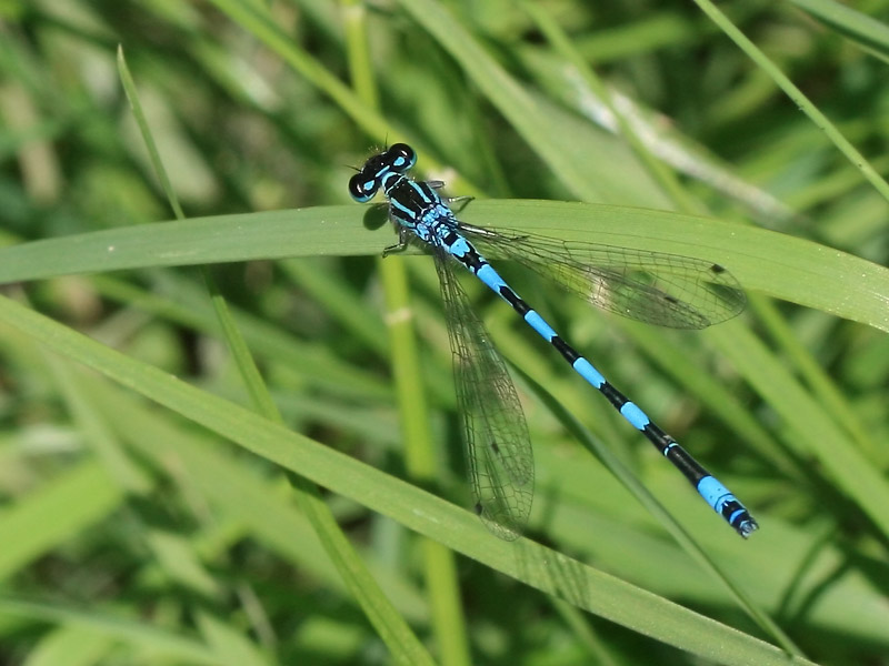 Agrion de Mercure Agrion de Mercure