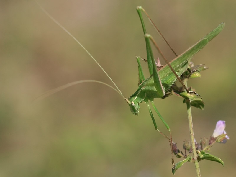 Phanéroptère liliacé Phanéroptère liliacé