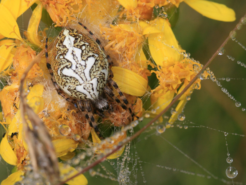 Aculepeira ceropegia
