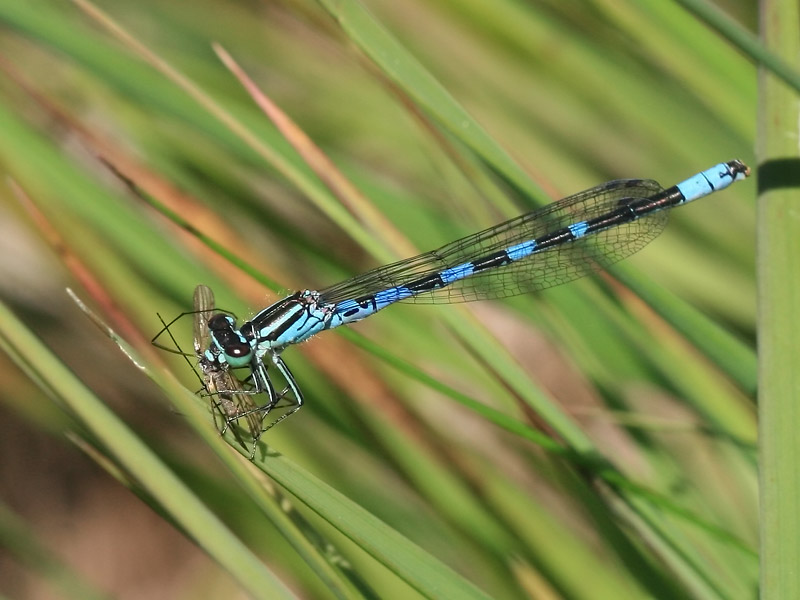 Agrion hast