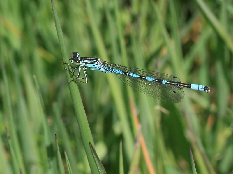 Agrion hasté Agrion hasté