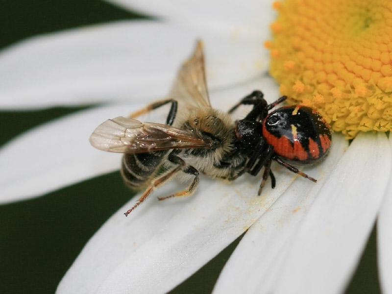 Synema globosum