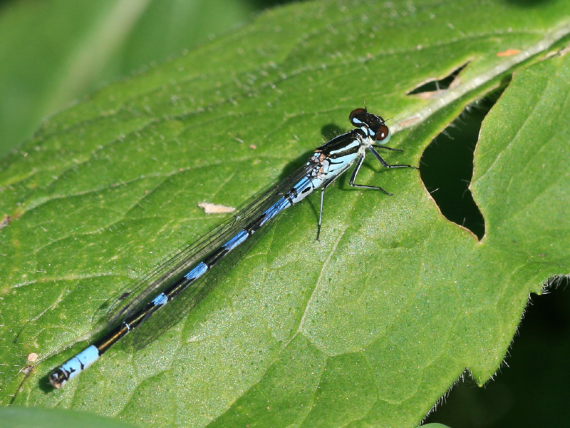 Agrion hasté Agrion hasté