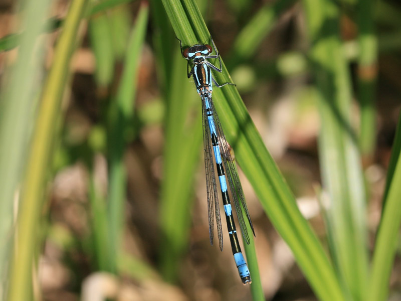 Agrion hasté Agrion hasté
