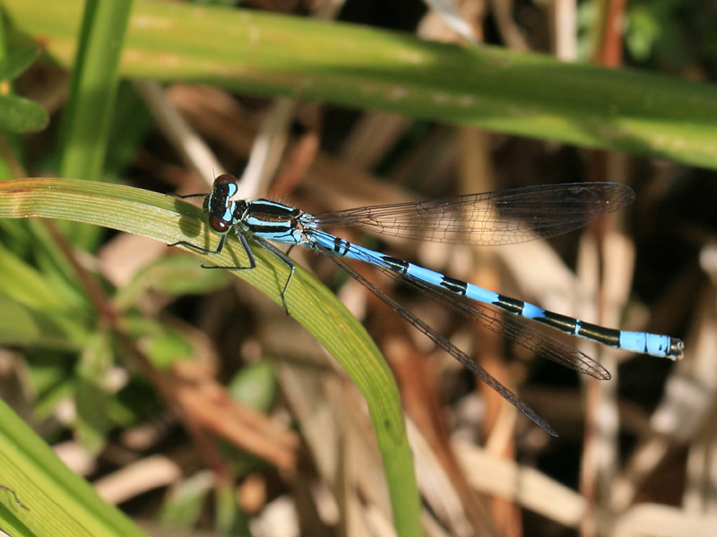 Agrion hasté Agrion hasté
