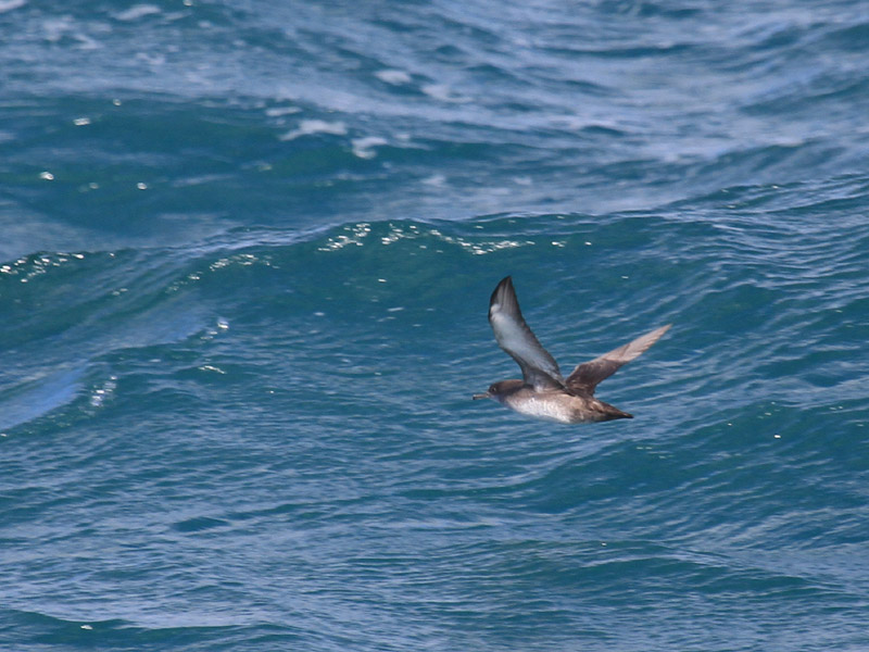 Puffin des Baléares
