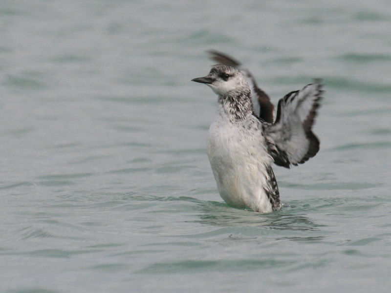 Guillemot  miroir